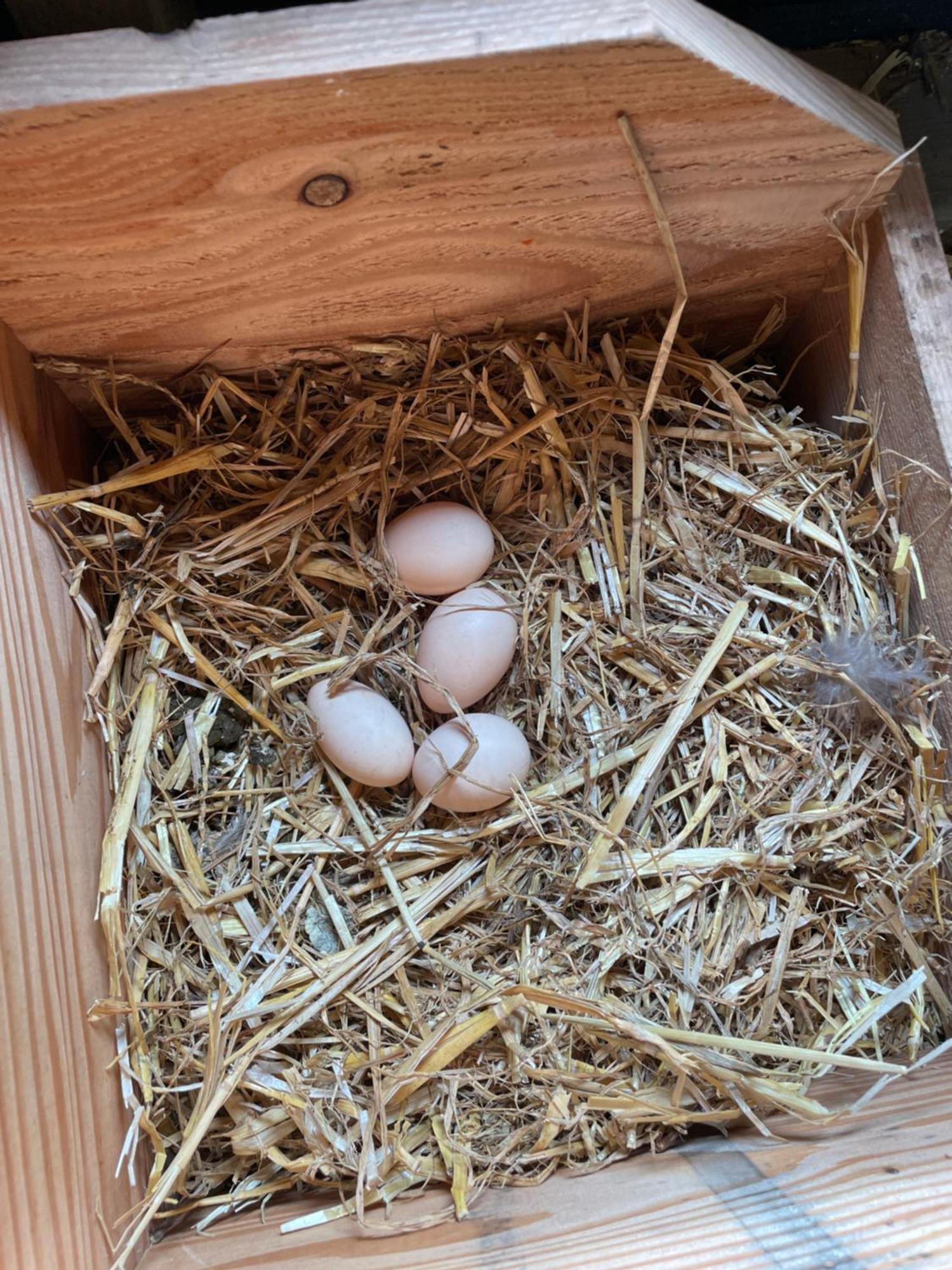 Appartement De Dageraad In Monumentale Boerderij Kimswerd Exteriör bild